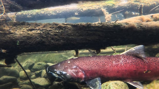 Alaskan frustration grows over trawling during the Yukon River salmon moratorium