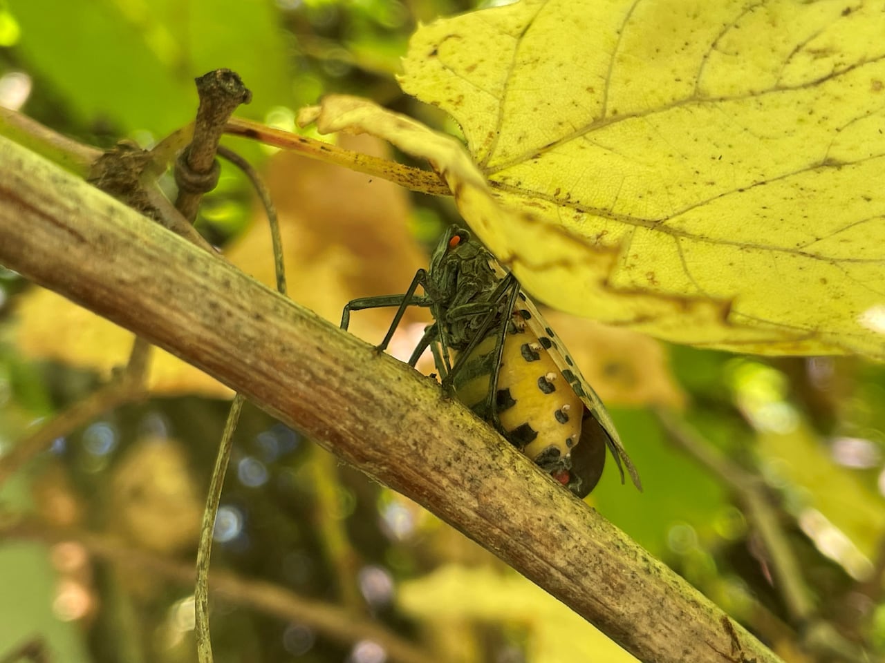 A spotted lanternfly seen on the branch of a tree.