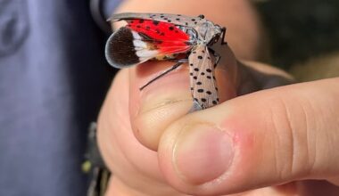 New research suggests invasive spotted lanternfly may be able to survive Canadian winters