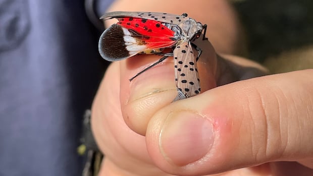 New research suggests invasive spotted lanternfly may be able to survive Canadian winters