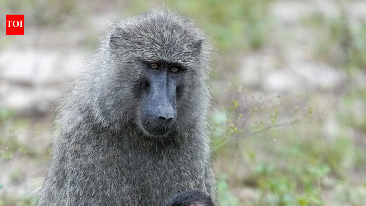 Family Bonds Enhance Longevity in Female Baboons, Study Reveals |