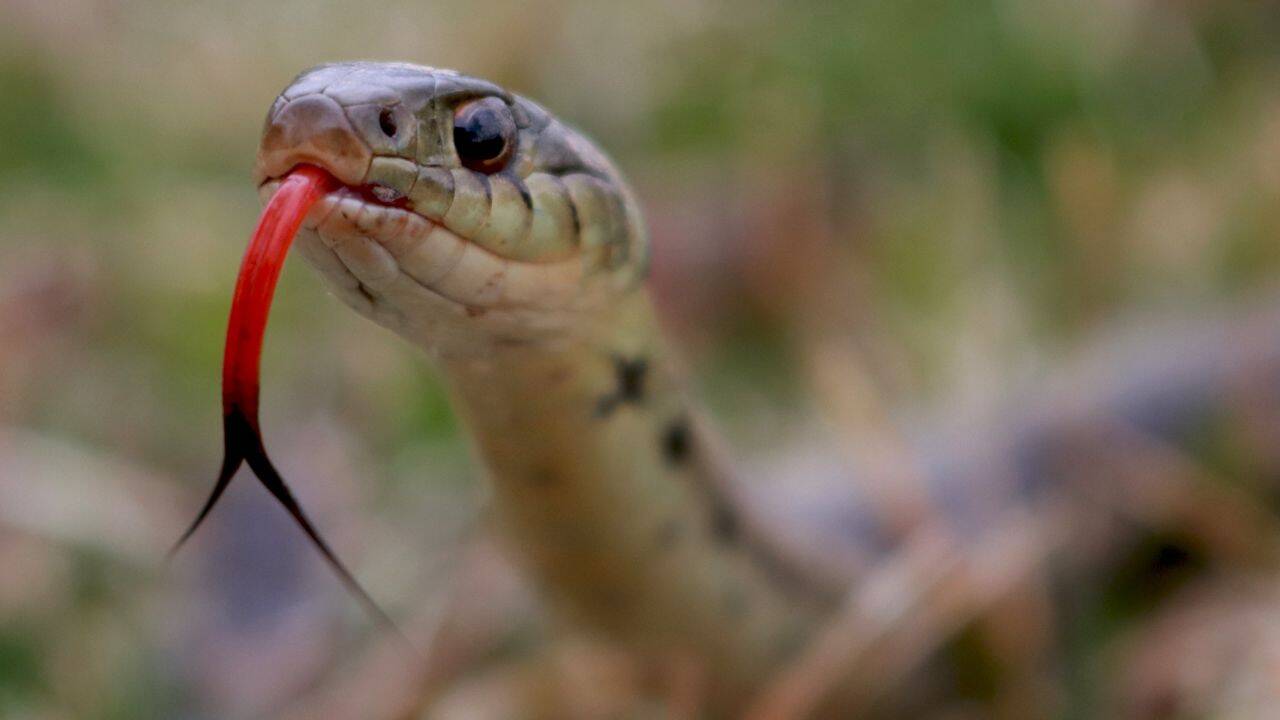 pc: Canva 5 most snake-filled waterbodies in the Maritimes: Shubenacadie River, Grand Lake, Morell River and more