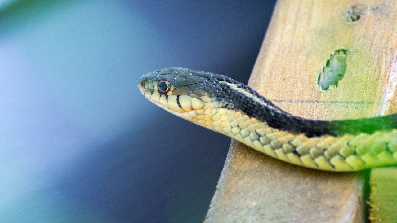 pc: Canva 5 most snake-filled waterbodies in the Maritimes: Shubenacadie River, Grand Lake, Morell River and more