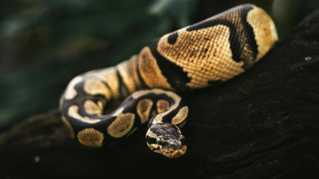 pc: Canva 5 most snake-filled waterbodies in the Maritimes: Shubenacadie River, Grand Lake, Morell River and more