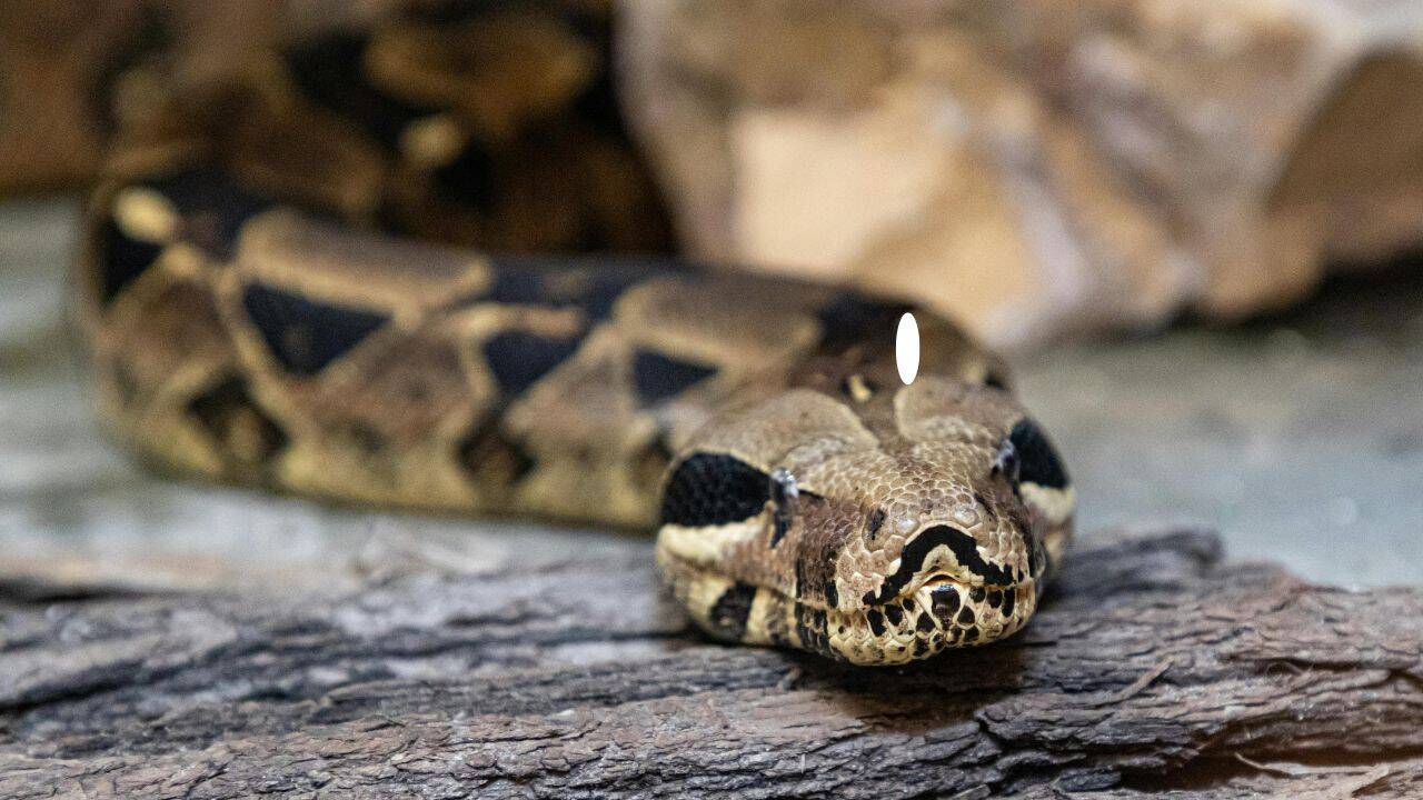 pc: Canva 5 most snake-filled waterbodies in the Maritimes: Shubenacadie River, Grand Lake, Morell River and more