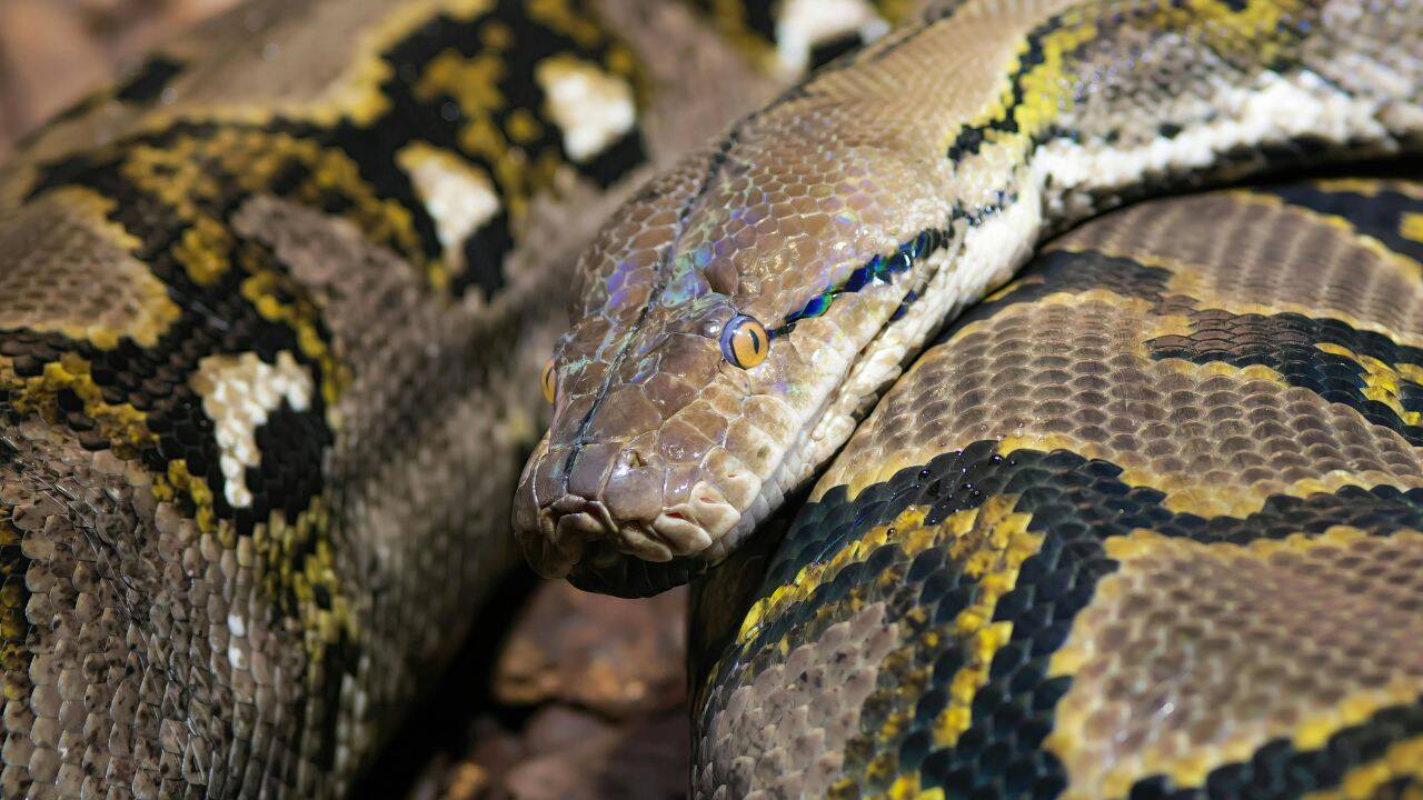 pc: Canva 5 most snake-filled waterbodies in the Maritimes: Shubenacadie River, Grand Lake, Morell River and more