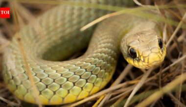 5 most snake-filled waterbodies in the Maritimes: Shubenacadie River, Grand Lake, Morell River and more |