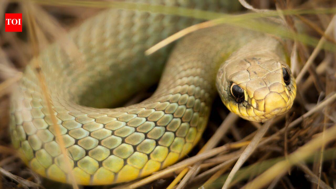 5 most snake-filled waterbodies in the Maritimes: Shubenacadie River, Grand Lake, Morell River and more |
