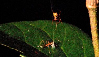 Spider’s spring-loaded trap launches prey into its web
