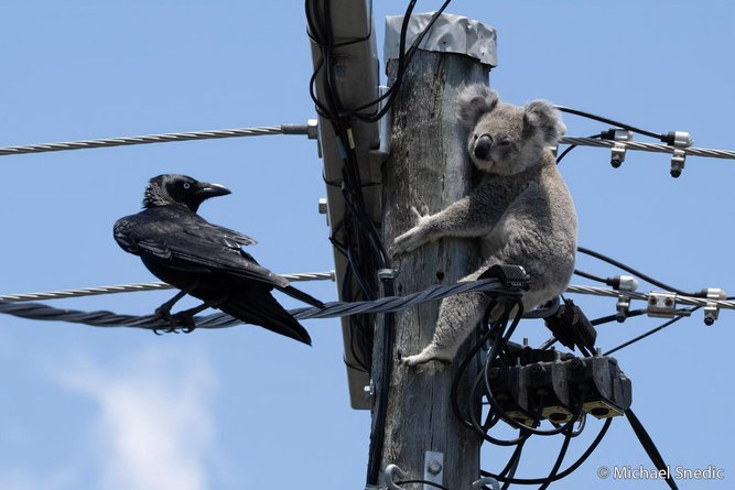 Due to unabated land clearing, with huge tracts of koala habitat removed to make way for massive housing developments, koala numbers are rapidly deteriorating across Australia. 