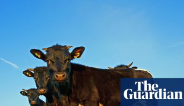 ‘British food will disappear’: trade deal after Brexit is hitting UK farmers hard | Farming