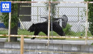 Japan's bear attacks are breaking records and spilling into big cities