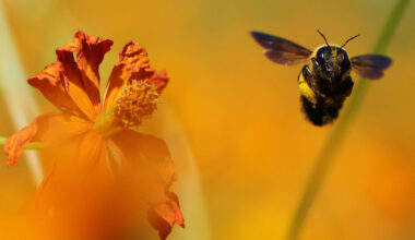 A bee flies next to a cosmos flower at a park in Seoul