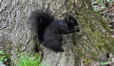 COLUMN: As forests and fields vanish, wildlife adapts to city life