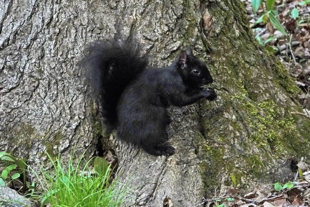 COLUMN: As forests and fields vanish, wildlife adapts to city life