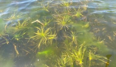 ‘Help is needed’: Invasive species a threat to recreational lake users