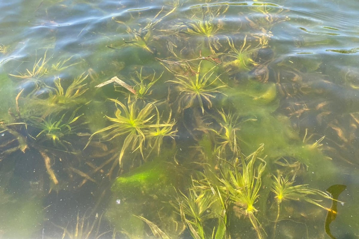 ‘Help is needed’: Invasive species a threat to recreational lake users
