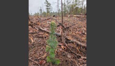 Forests Canada and Algonquin College students lead regreening effort in provincial park