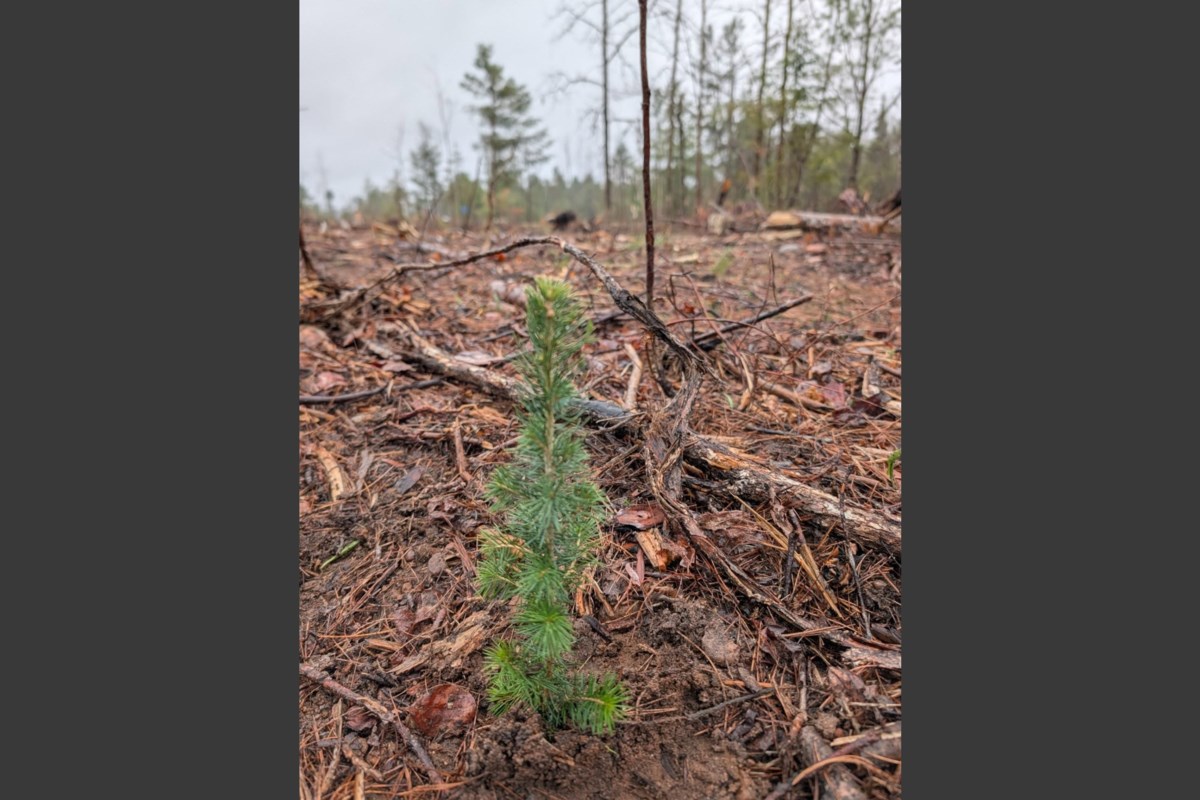 Forests Canada and Algonquin College students lead regreening effort in provincial park