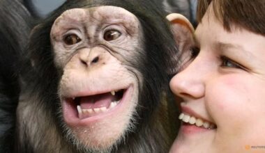 Humans and great apes show similar rhythmic pattern in laughter