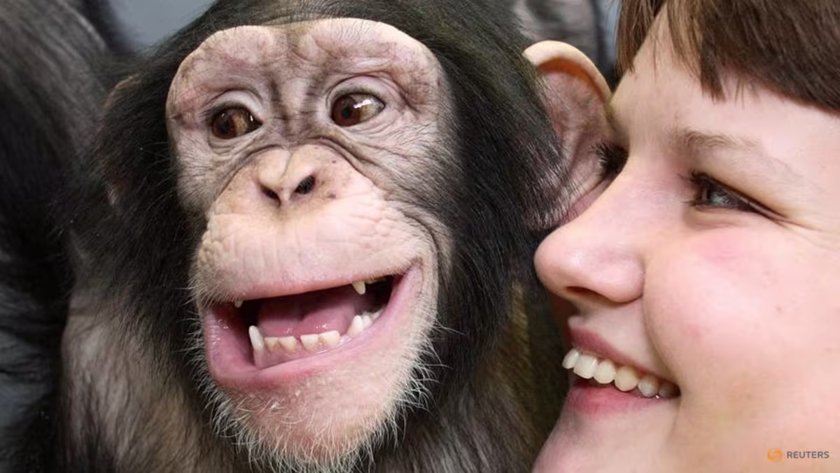 Humans and great apes show similar rhythmic pattern in laughter