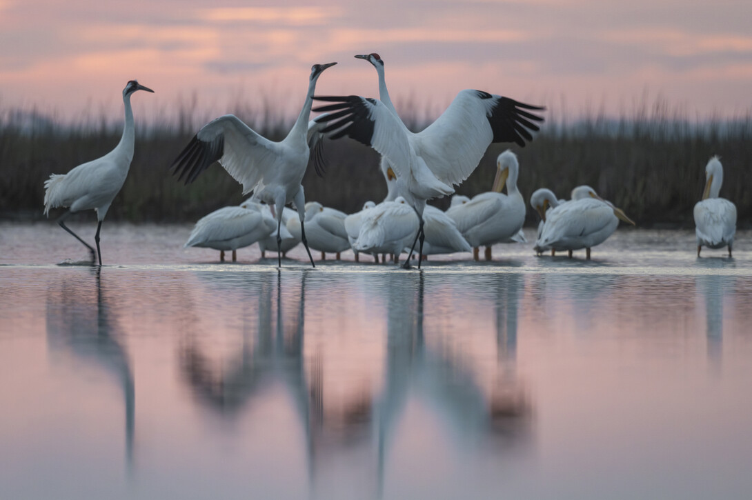 Two whooping cranes spread their wings among a small group of the birds on the water at sunset.