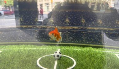 Meet Swimbappe, the Toronto goldfish predicting World Cup winners