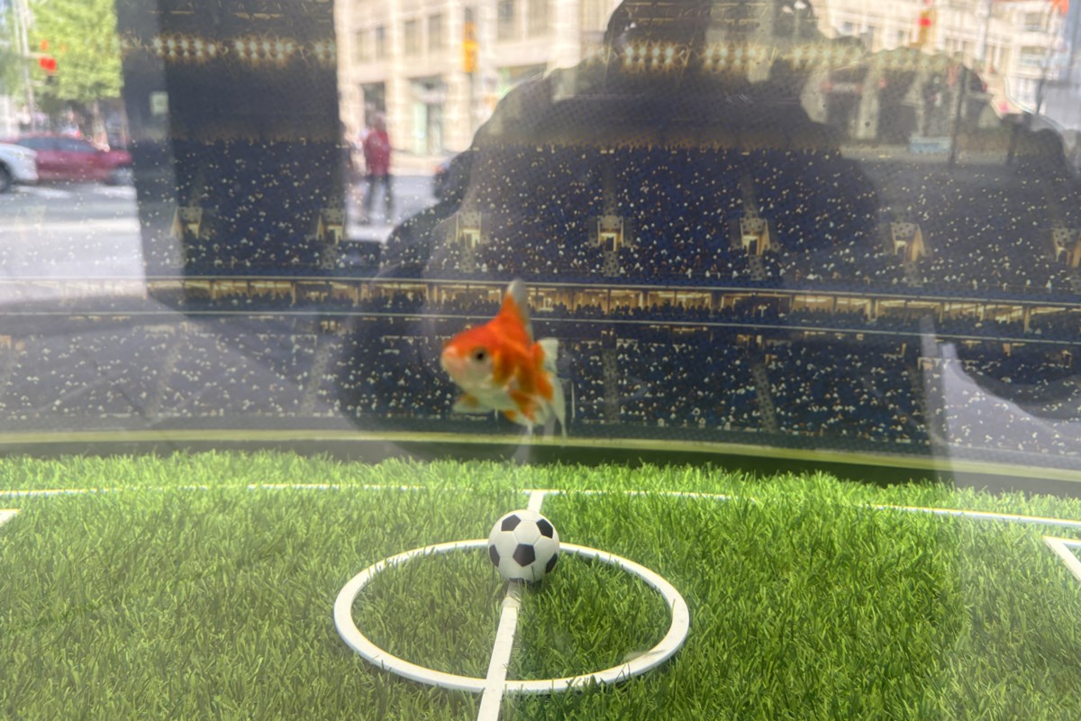 Meet Swimbappe, the Toronto goldfish predicting World Cup winners