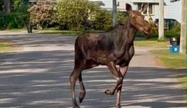 VIDEO: Moose on the loose in Thessalon was ‘looking for a way out of town’