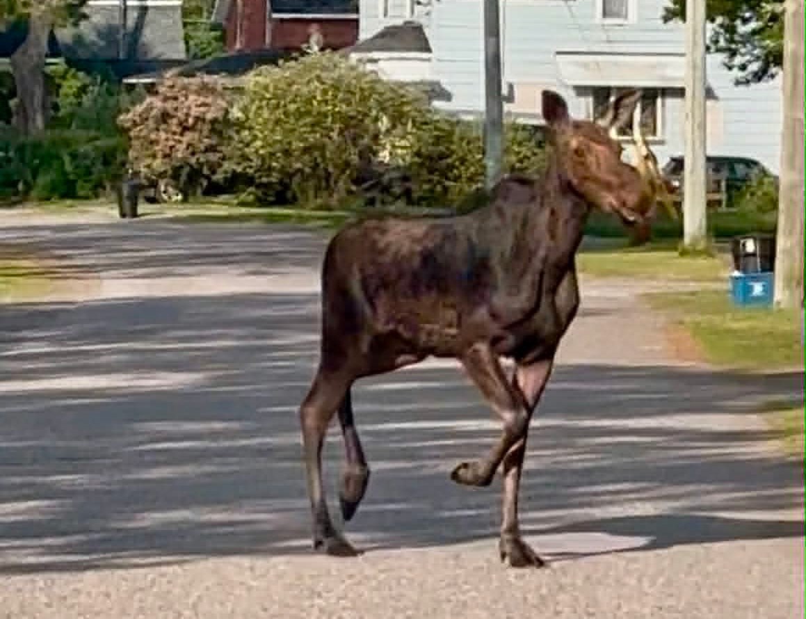 VIDEO: Moose on the loose in Thessalon was ‘looking for a way out of town’