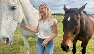 Horses work with psychotherapists to help people heal from trauma