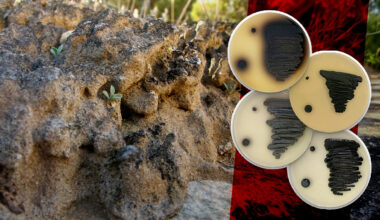 Awards expand research on melanin-producing fungi, microbial communities