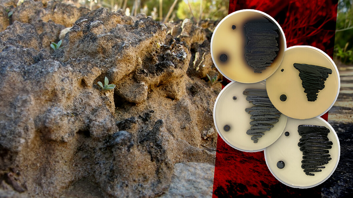 Awards expand research on melanin-producing fungi, microbial communities