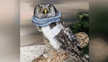 Wildlife Haven celebrates recovery of rare owl found in the Southeast - SteinbachOnline.com