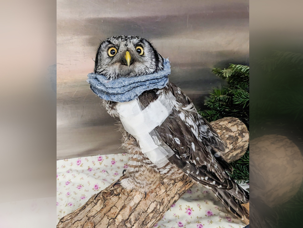 Wildlife Haven celebrates recovery of rare owl found in the Southeast - SteinbachOnline.com