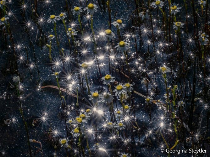 The bright whites and yellows of the daisies sparkle, like the sunlight on the surface of the dark waters they grow in, Manjimup.
