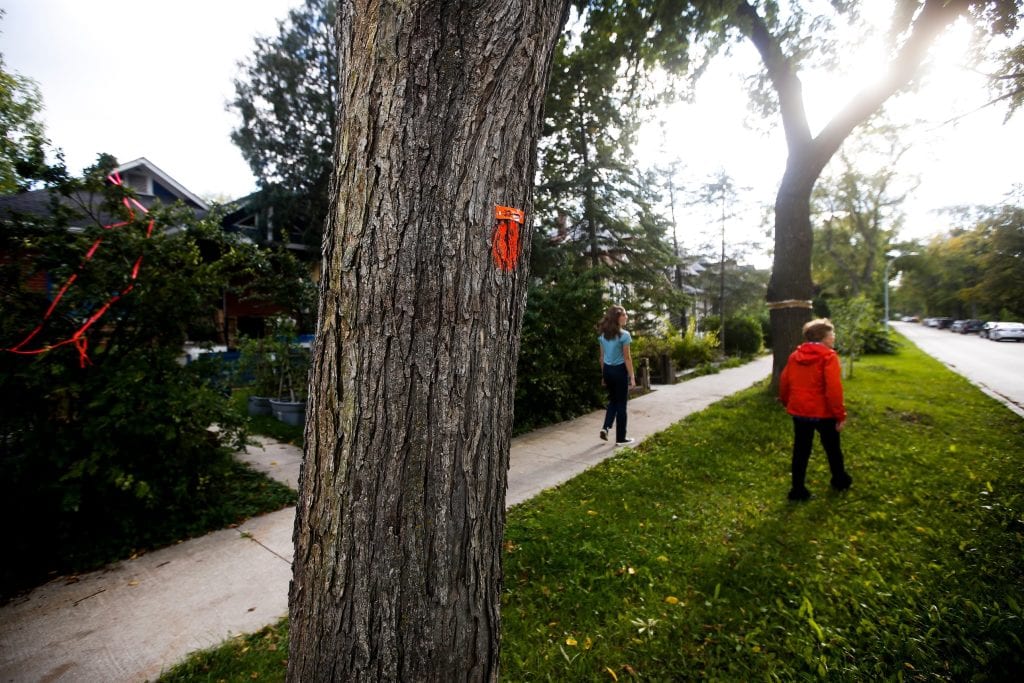 A diseased street tree in Winnipeg is marked for removal with an orange dot.