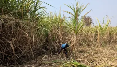 India likely won't export sugar for years as El Niño, ethanol squeeze supply - World