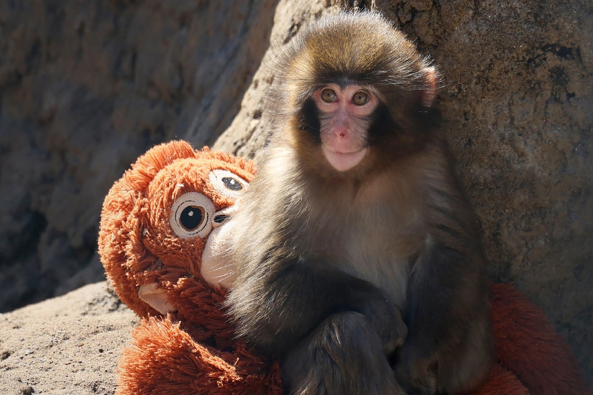 Japan’s Punch the monkey and his troop to get air conditioning amid searing heat