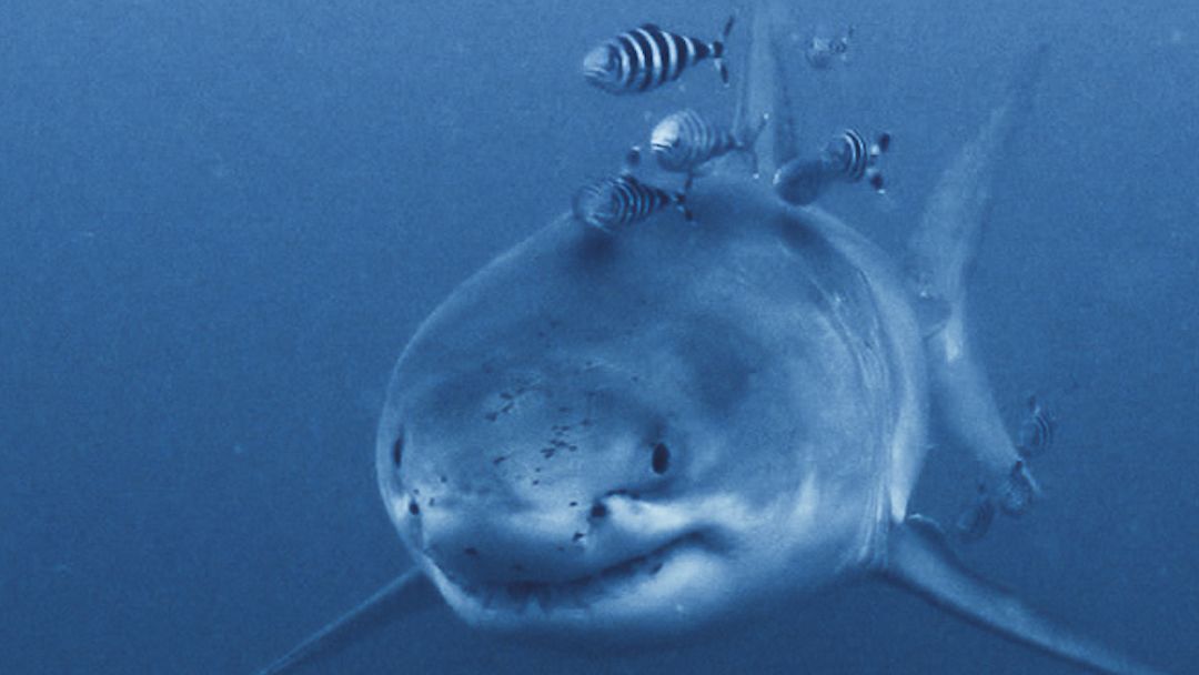 22695896 - Mediterranean Shark cln.00_00_00_00.Still001.jpg