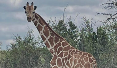 A Giraffe Named Gracie Is Missing in Texas