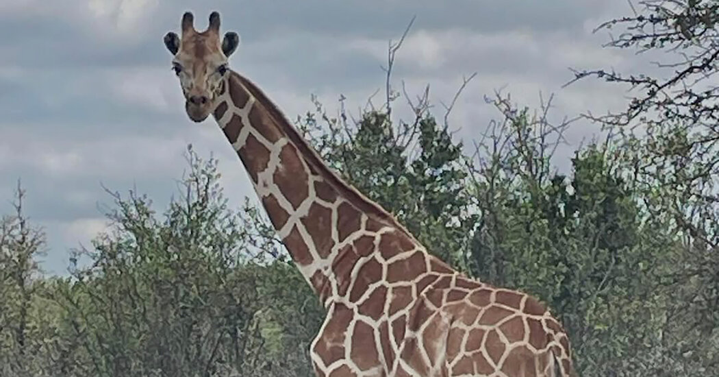 A Giraffe Named Gracie Is Missing in Texas