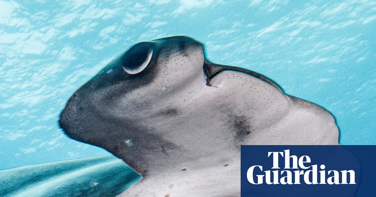 The Galápagos is a wildlife haven. But is that enough to protect the rare scalloped hammerhead shark? | Sharks
