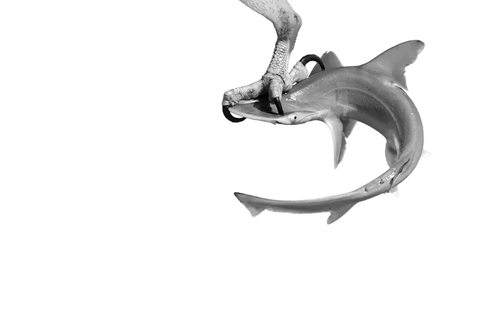 a hammerhead shark in the talon of a bird