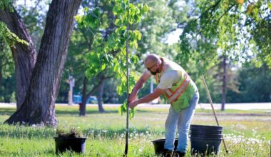 A man wearing a yellow and orange safety vest plants a tree in a city park.