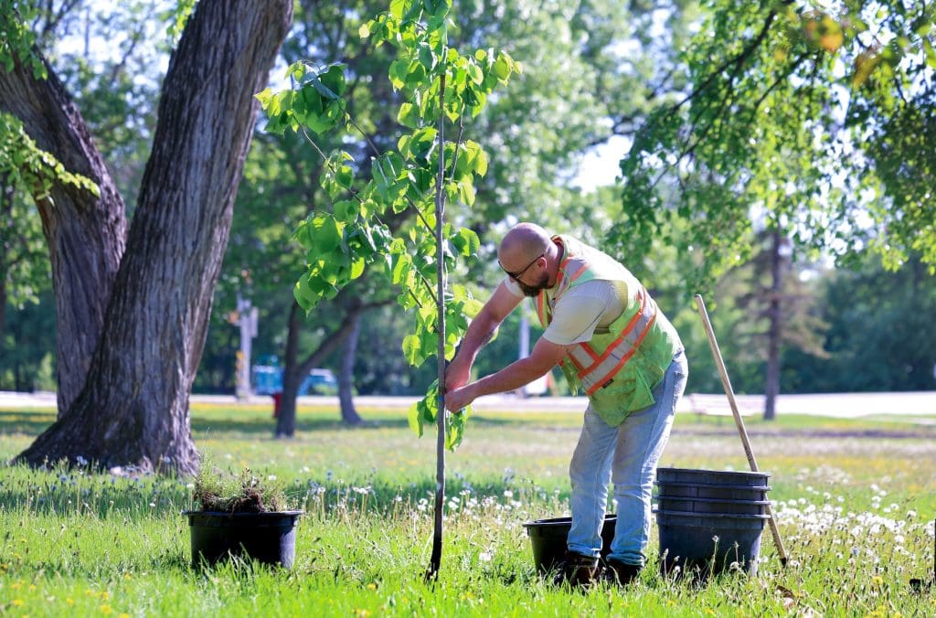 A man wearing a yellow and orange safety vest plants a tree in a city park.
