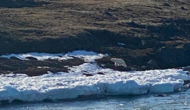 Rare polar bear sighting draws hopeful hunters to Sylvia Grinnell park