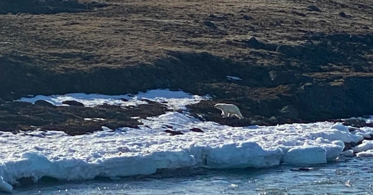 Rare polar bear sighting draws hopeful hunters to Sylvia Grinnell park