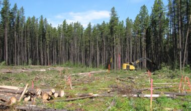 Some boreal forest species fail to recover even 100 years after clearcutting: study