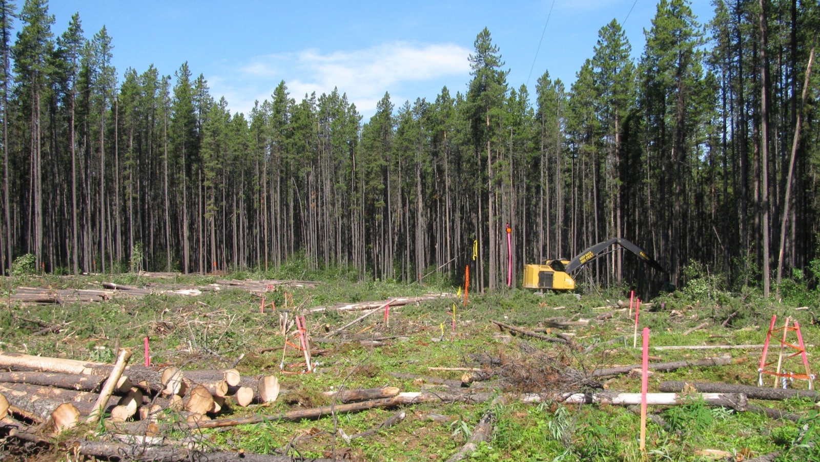 Some boreal forest species fail to recover even 100 years after clearcutting: study